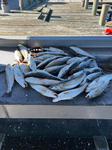 Trout Bite in Lake Charles